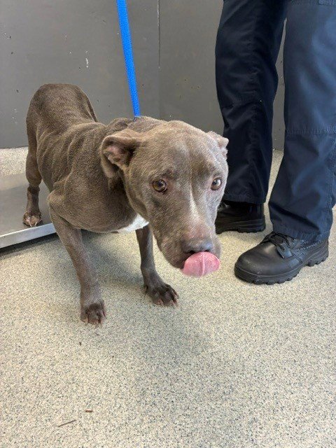 DORY - American Staffordshire Terrier available for adoption