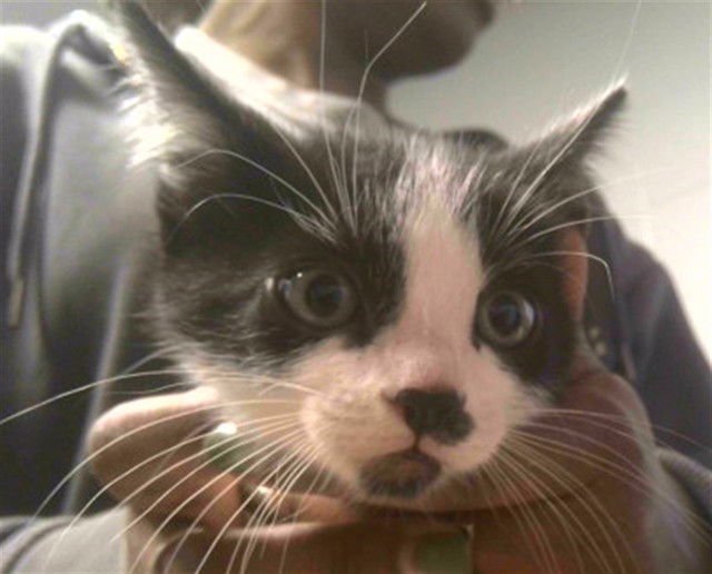 JACK FROST - Domestic Short Hair available for adoption