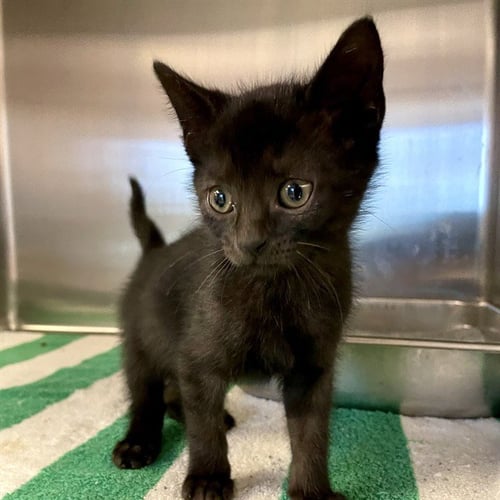 SABRINA - Domestic Short Hair for adoption in Tallahassee
