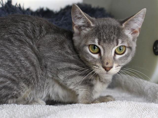 HALLIE - Domestic Short Hair available for adoption