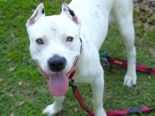TANK - American Staffordshire Terrier available for adoption