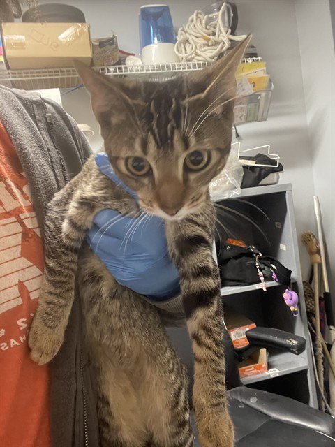 MOCHI - Abyssinian available for adoption