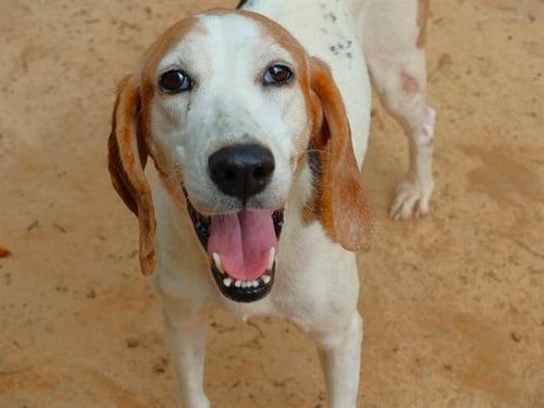 MURIEL - Treeing Walker Coonhound available for adoption