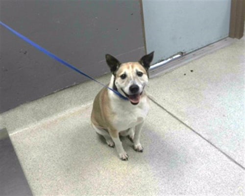 CANDY - Parson Russell Terrier / Beagle available for adoption