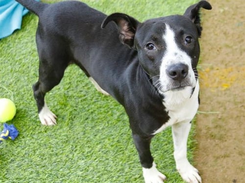 STANLEY - Labrador Retriever available for adoption