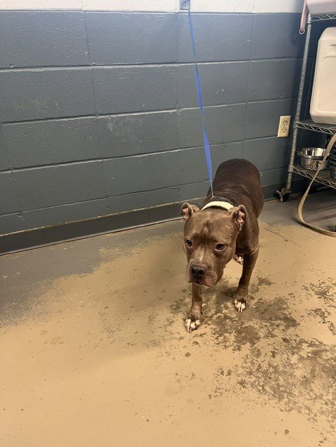 CHARLOTTE - American Staffordshire Terrier available for adoption