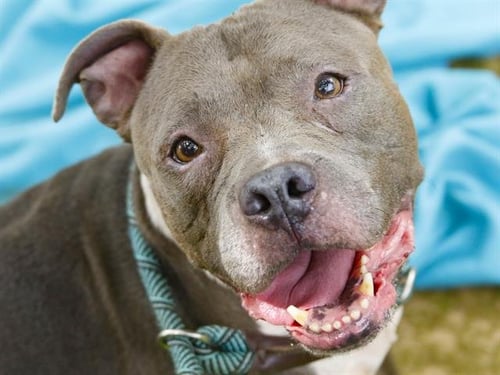 CHARLOTTE - American Staffordshire Terrier available for adoption