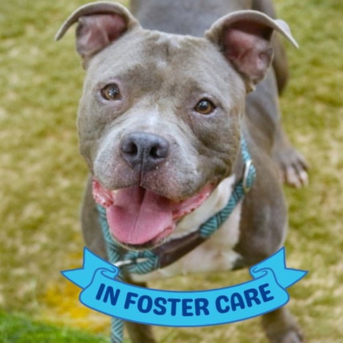 CHARLOTTE - American Staffordshire Terrier available for adoption