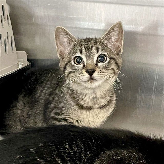 BELLA - Domestic Short Hair available for adoption