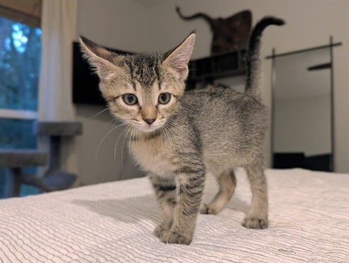 BUSTER - Domestic Short Hair available for adoption