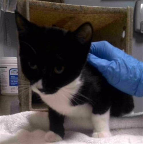 OPULENCE - Domestic Short Hair for adoption in Tallahassee