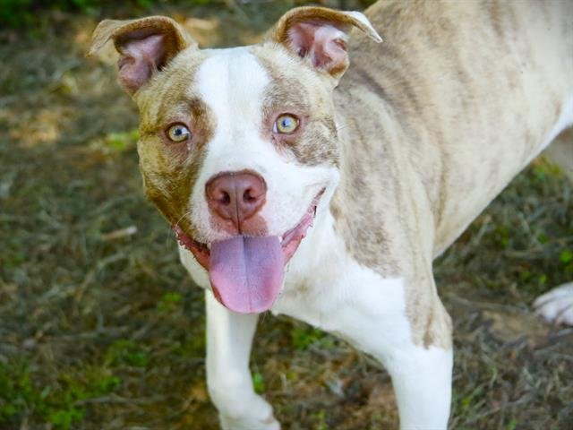 BANDIT - Staffordshire Bull Terrier available for adoption