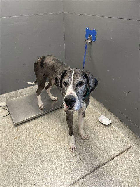 THOR - Great Dane available for adoption