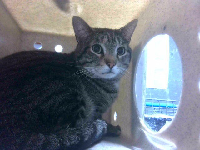 TONY - Domestic Short Hair available for adoption