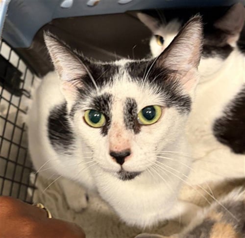 LOKI - Domestic Short Hair available for adoption
