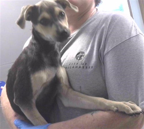 CURLY - Beagle / Pug available for adoption