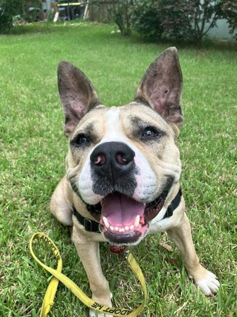 ROZ - Australian Cattle Dog/Blue Heeler / American Staffordshire Terrier available for adoption