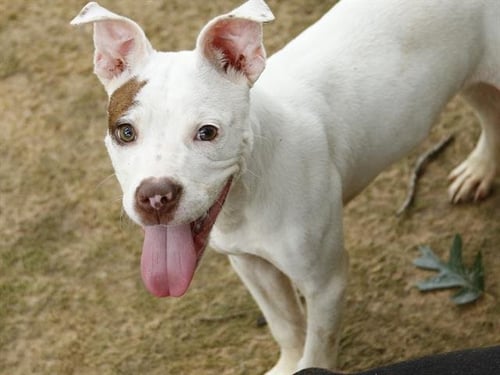 COSMO - American Staffordshire Terrier available for adoption