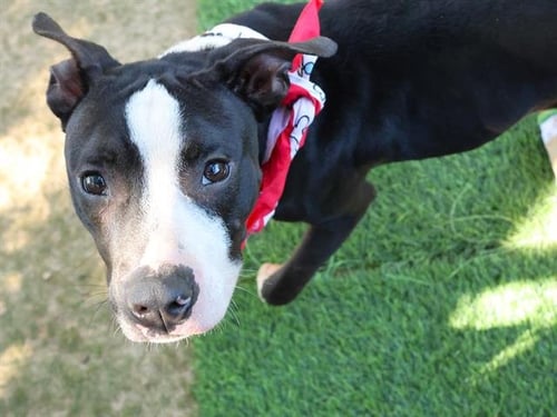 BING - Boxer / American Bulldog available for adoption