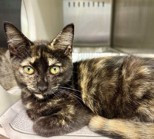 ALICE - Domestic Short Hair available for adoption