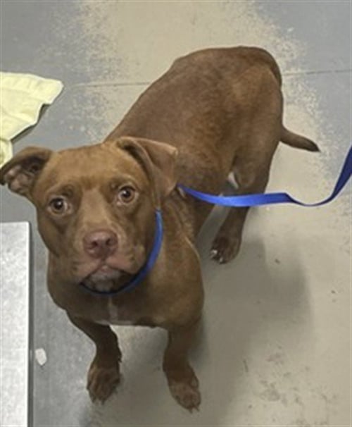 COCO - American Pit Bull Terrier available for adoption