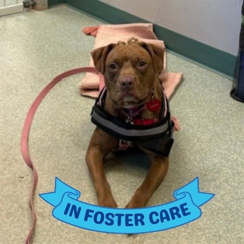 COCO - American Pit Bull Terrier available for adoption