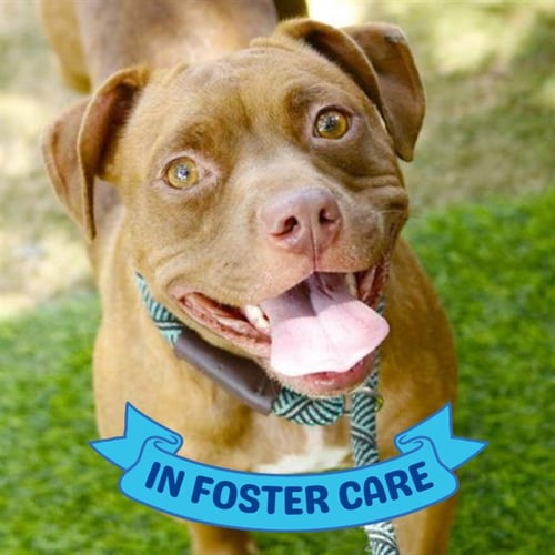 COCO - American Pit Bull Terrier available for adoption