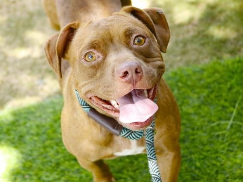 COCO - American Pit Bull Terrier available for adoption