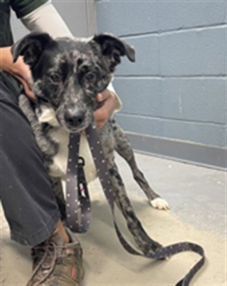 SHANTELL - Australian Shepherd / Catahoula Leopard Dog available for adoption
