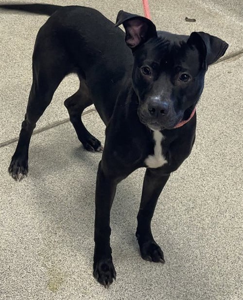 MIDNIGHT - Labrador Retriever available for adoption