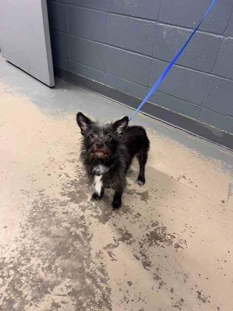 RUSTY - Cairn Terrier available for adoption