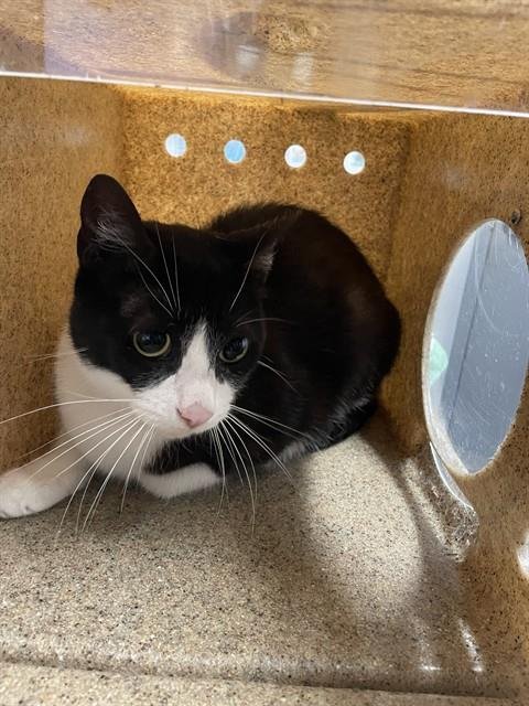 FINN - Domestic Short Hair available for adoption