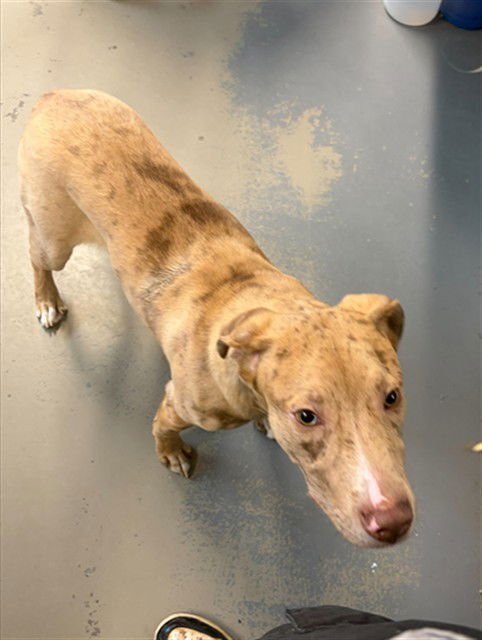 CORNELIUS - Labrador Retriever / Catahoula Leopard Dog available for adoption