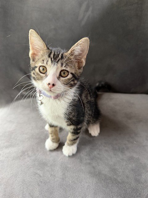MIRABEL - Domestic Short Hair available for adoption
