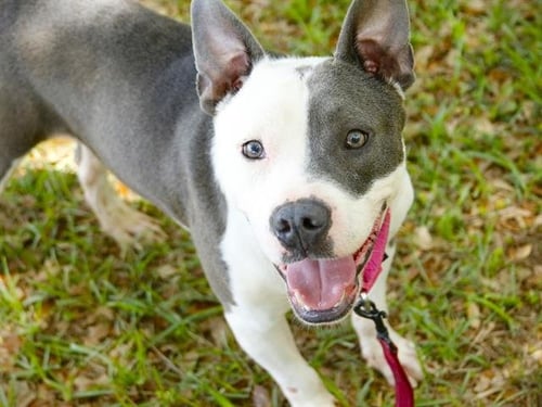 ZACK - American Staffordshire Terrier available for adoption