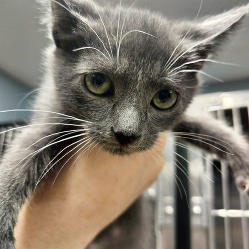 RIALTO - Domestic Short Hair available for adoption