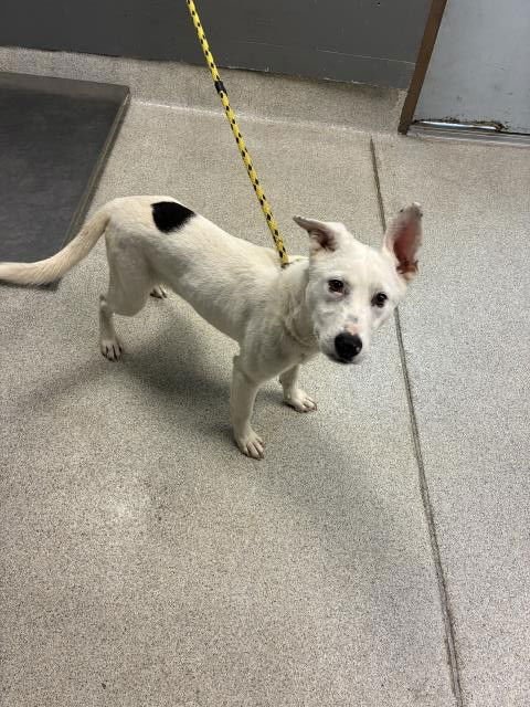 BOLT - German Shepherd Dog / Siberian Husky available for adoption