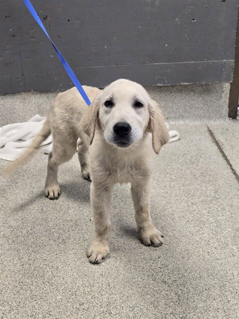 BOBBY - Golden Retriever available for adoption
