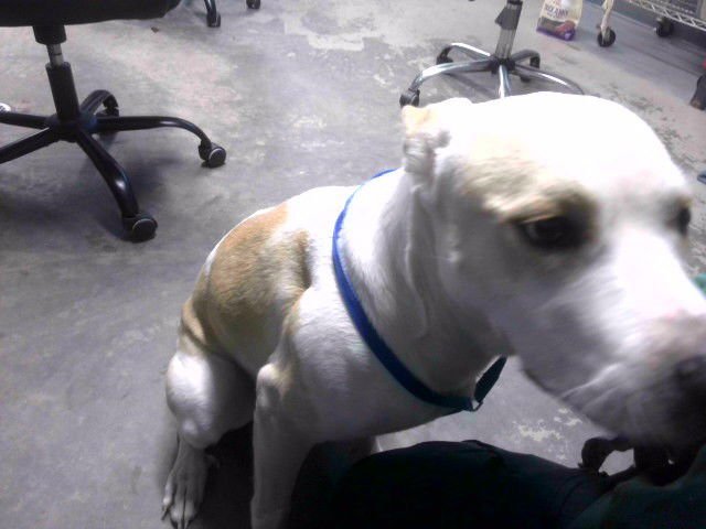 BEANY - Labrador Retriever available for adoption