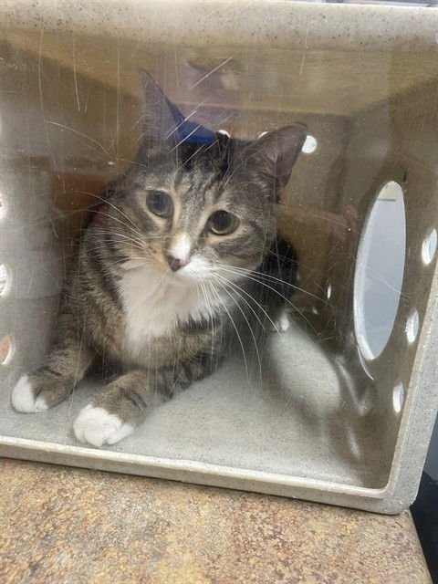 PEPPERJACK - Domestic Short Hair available for adoption