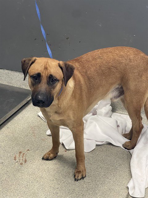 BOXER - Labrador Retriever available for adoption