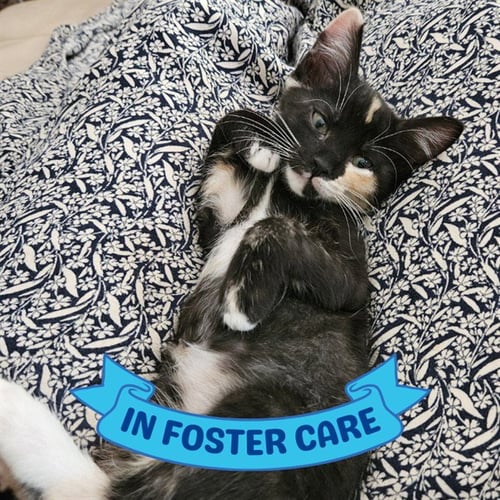 CHAMOMILE - Domestic Short Hair available for adoption