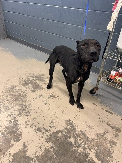 SMOKIE - Cane Corso Mastiff available for adoption