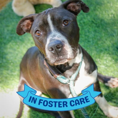 LENORA - American Pit Bull Terrier for adoption in Tallahassee