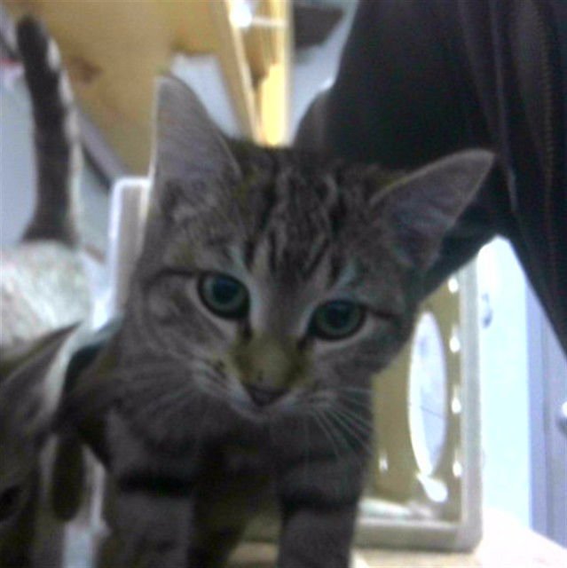 ADDISON - Domestic Short Hair available for adoption