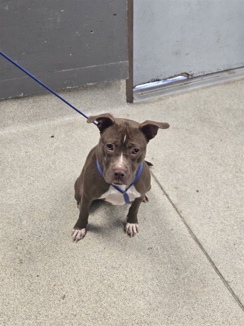 ATHENA - American Pit Bull Terrier available for adoption