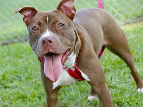 ATHENA - American Pit Bull Terrier available for adoption