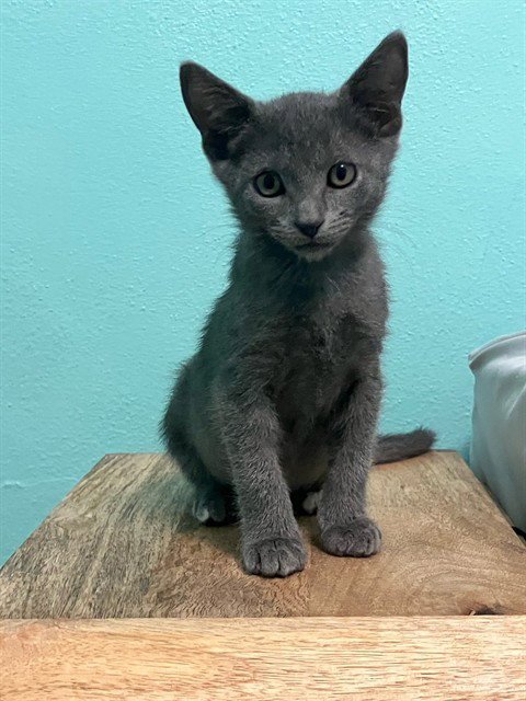 BRAVO - Domestic Short Hair available for adoption