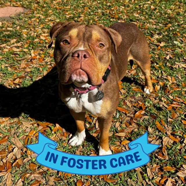 HAZEL - American Staffordshire Terrier available for adoption