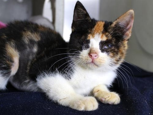CHAI - Domestic Short Hair available for adoption